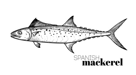Hand drawn sketch style Spanish Mackerel. Fish restaurant menu element. Best for seafood market designs. Vector illustration.