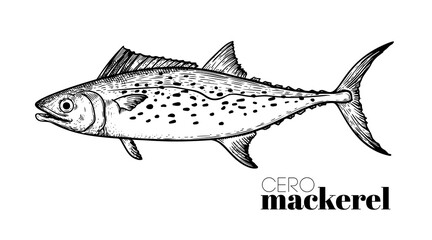 Hand drawn sketch style Cero Mackerel. Fish restaurant menu element. Best for seafood market designs. Vector illustration.
