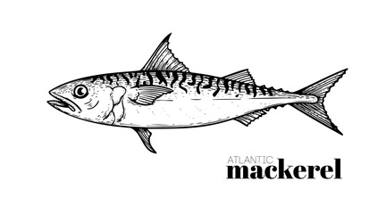 Hand drawn sketch style Atlantic Mackerel. Fish restaurant menu element. Best for seafood market designs. Vector illustration.