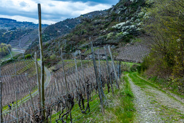 Ahr wine region is one of the smallest wine-making zones in the north of Germany, where vineyards stretch over 25 kilometres along the Ahr River.