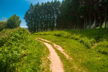 Obraz premium path in the forest