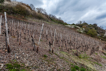 Fototapeta na wymiar The vineyard next door. Germany’s excellent wine regions. Spring 2023.