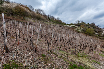 Naklejka premium Winemakers in the Ahr valley wine region focus on quality rather than quantity, which is why the region produces some award-winning wines.