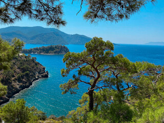 azure sky, azure sea and pine trees