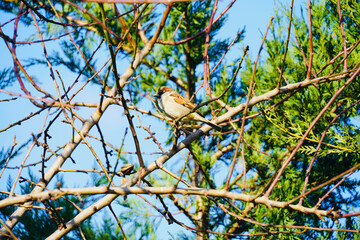 Almond branches without leaves. Spring beginning to bloom the trees. Sparrow bird in the background.