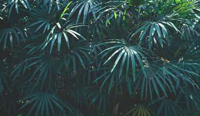 Background of green Lady palm bush in botanical Garden