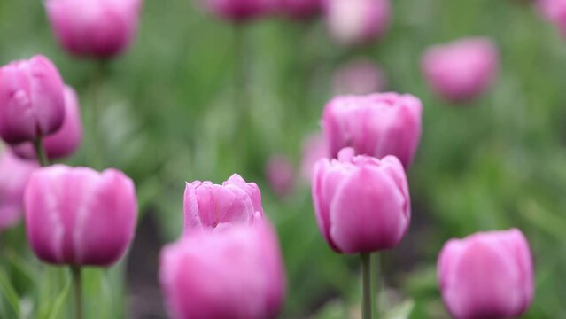 Beautiful bright colorful pink Spring tulips. Field of tulips. Tulip flowers blooming in the garden. Panning over many tulips in a field in spring. Colorful field of flowers in nature