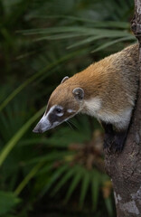 White-nosed coati