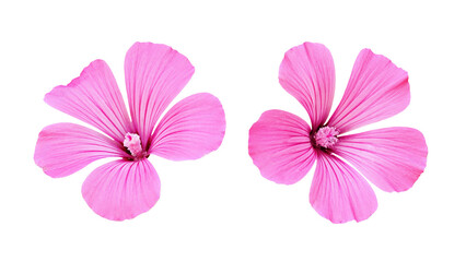 Set of pink flowers of lavatera isolated on white or transparent background