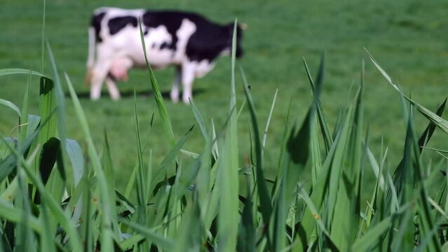 Clip of dairy cattle cows used to produce milk and other dairy products on a lush green farm during a spectacular sunset