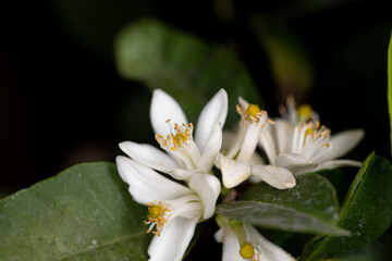 close up of white flower