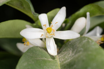 white orchid flower