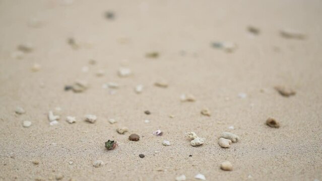 	砂浜を移動するヤドカリ