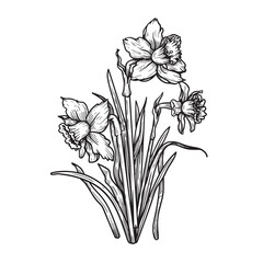 Hand drawn sketch style daffodil or narcissus flowers bouquet. Floral spring botanical collection. Vector illustration isolated on white background.