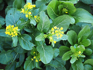 Eaten leaf of green mustard by cabbage white butterfly larva, caterpillar pest. Plant pest. Closeup...