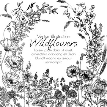Vector frame of wild flowers and plants. Chamomile, clover, chicory, poppy, cornflower, bells, periwinkle, buttercup, veronica in engraving style