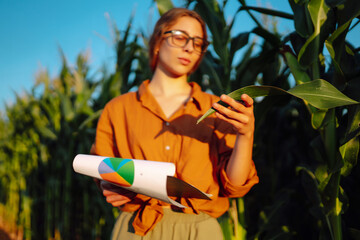 Business woman examines the quality of the corn field before harvesting. Business, agriculture...