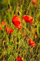 Beautiful red flowers on a green meadow in the countryside. Red poppies in green grass. Photo with a shallow depth of field.