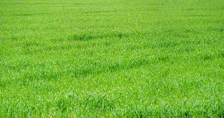 Natural growing green grass texture background field