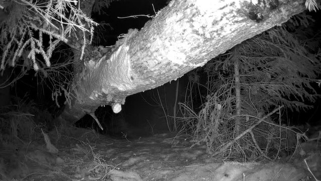 A look of a small mouse running away to the bush on a cold winter night trail camera in Estonia