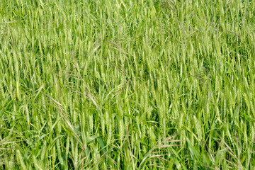 Close up green wheat field background wallpaper. Green plant wallpaper. 