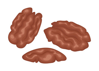 Vector pecan isolated on white background