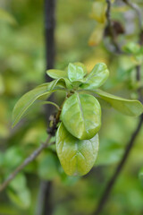 Mirror Bush green leaves