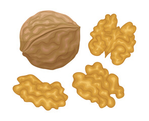 Vector walnut isolated on white background