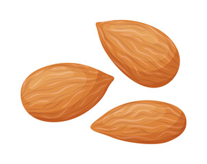 Vector almond isolated on white background