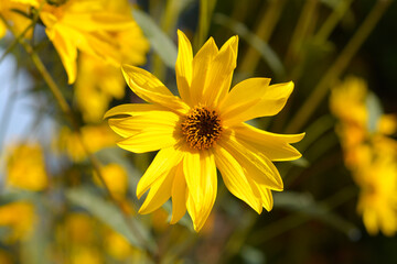 Jerusalem artichoke flowers