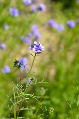 California gilia flowers