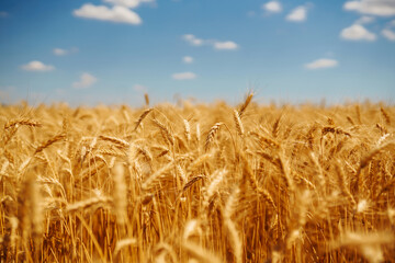 Ripening golden wheat in sunlight with blue cloudy sky. Wheat field in rural meadows. Idea of a rich harvest. Agricultural farm.