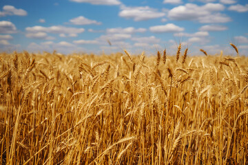 Ripening golden wheat in sunlight with blue cloudy sky. Wheat field in rural meadows. Idea of a rich harvest. Agricultural farm.
