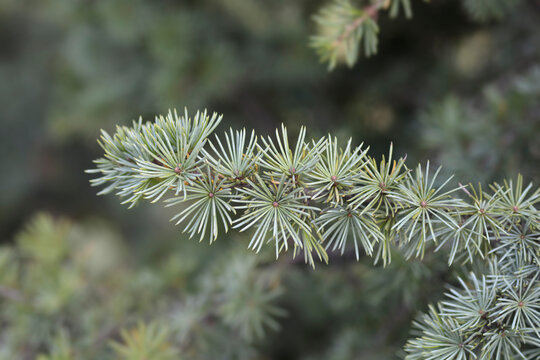 Fastigiate Atlas cedar branch