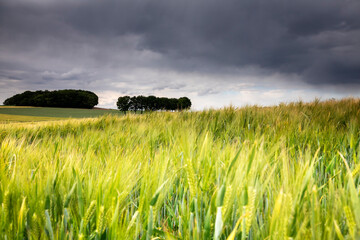 wheat cultivated field on summer day