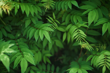 Sorbaria sorbifolia, the leaves of shrub. Green background, the plant in the nature with copy space. High quality photo