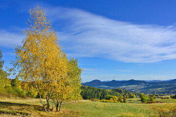 Fototapeta na wymiar Colorful trees on a slope with dry grass under blue sky with white clouds. Autumn mountains landscape.