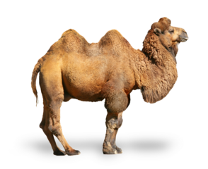 Kamel