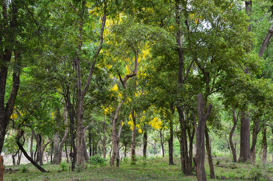 Sandalwood forest at Marayoor, near Munnar, Kerala, India
