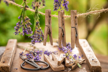 Green and purple lavender to dry in countryside.