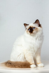 Sacred Birman Cat, birma on a light background