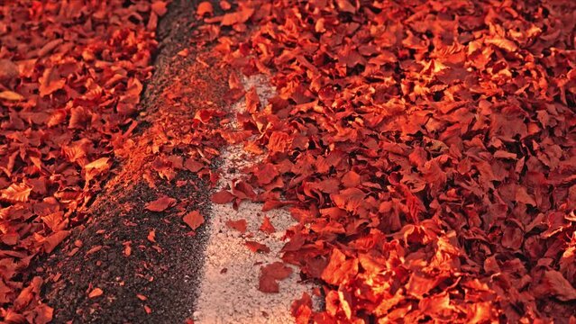 Asphalt road with white painted line cowered with red leaves