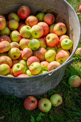 Ripe and fresh apples in asunny day.