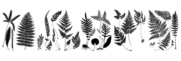 fern silhouette set © Dian