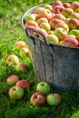 Sweet and healthy apples in summer garden.