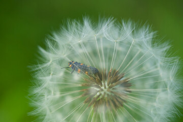 テントウムシの幼虫と綿毛