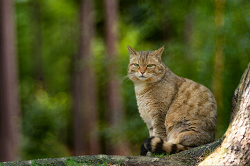 European wildcat (Felis silvestris) sitting on the root of a tree in the forest