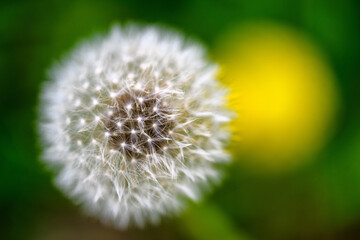 Fiori di Primavera © Giuliano Bianchini