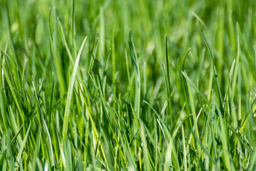 Fototapeta na wymiar Green grass close-up details on blurred background. Natural fresh weed shining lawn background. Vibrant spring nature pattern