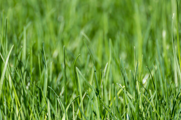 Green grass blades close-up details on blurred background. Natural fresh weed shining lawn background. Vibrant spring pattern
